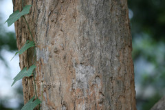 Cordia myxa